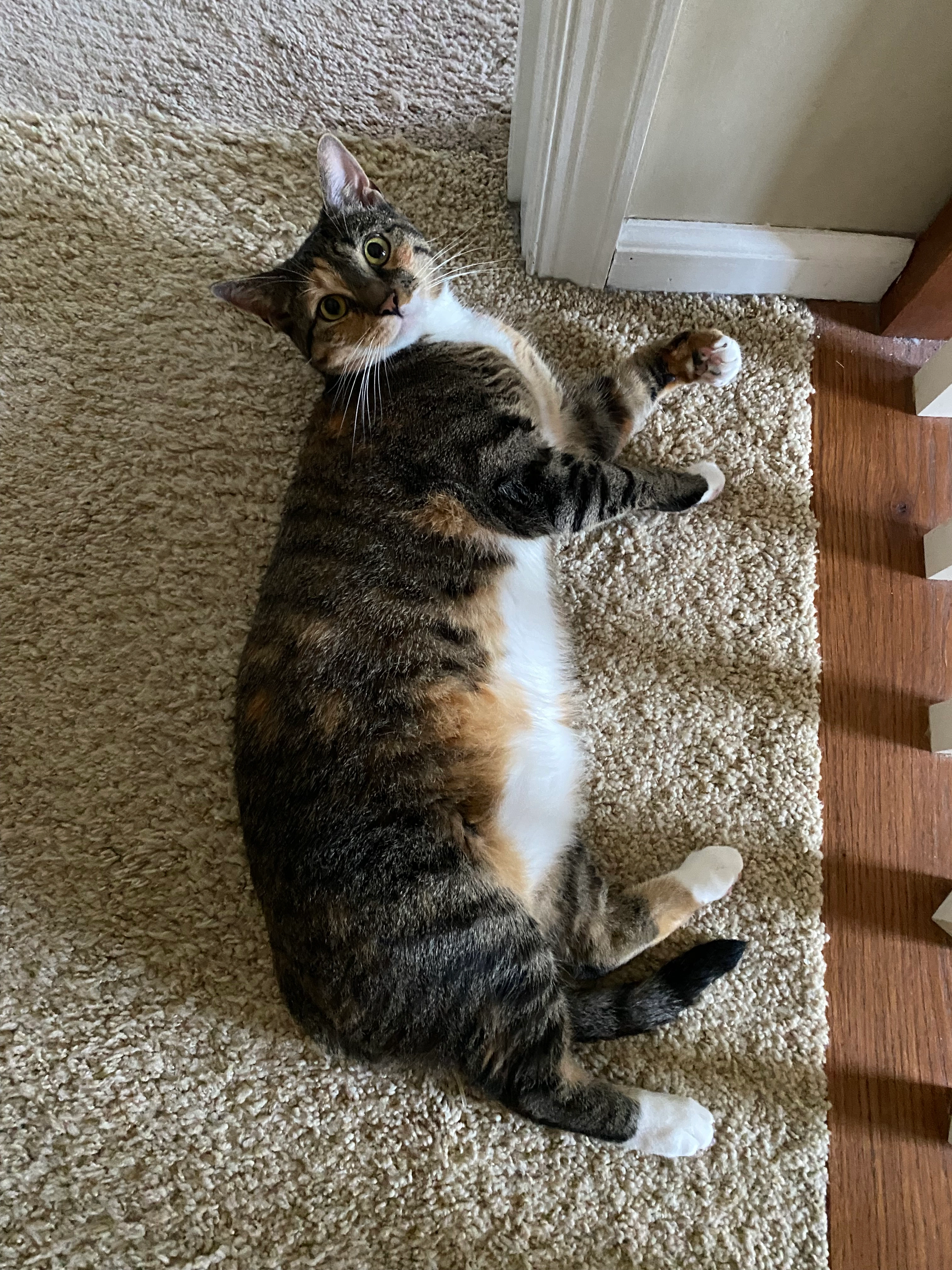 image is not available