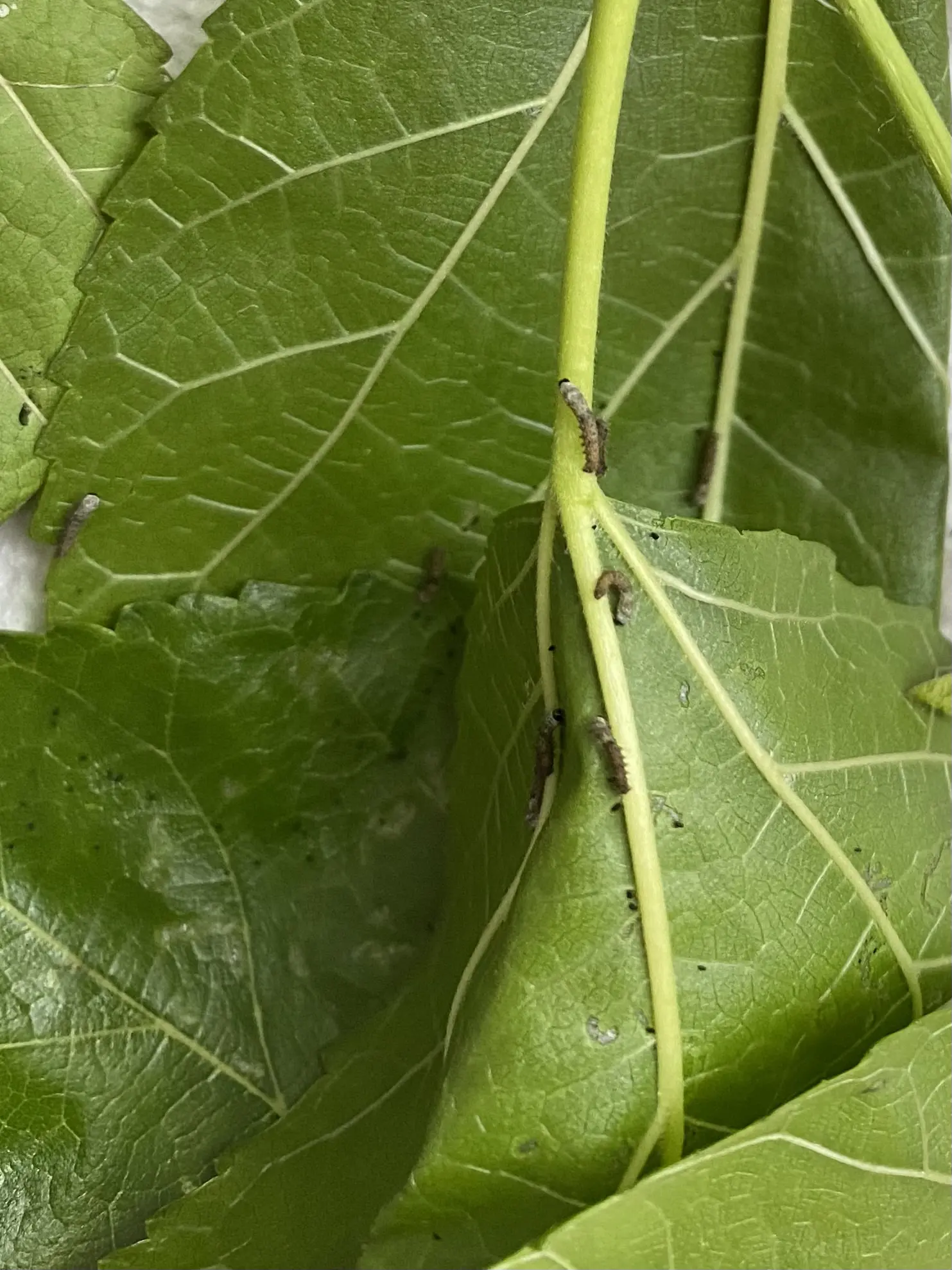 image is not available