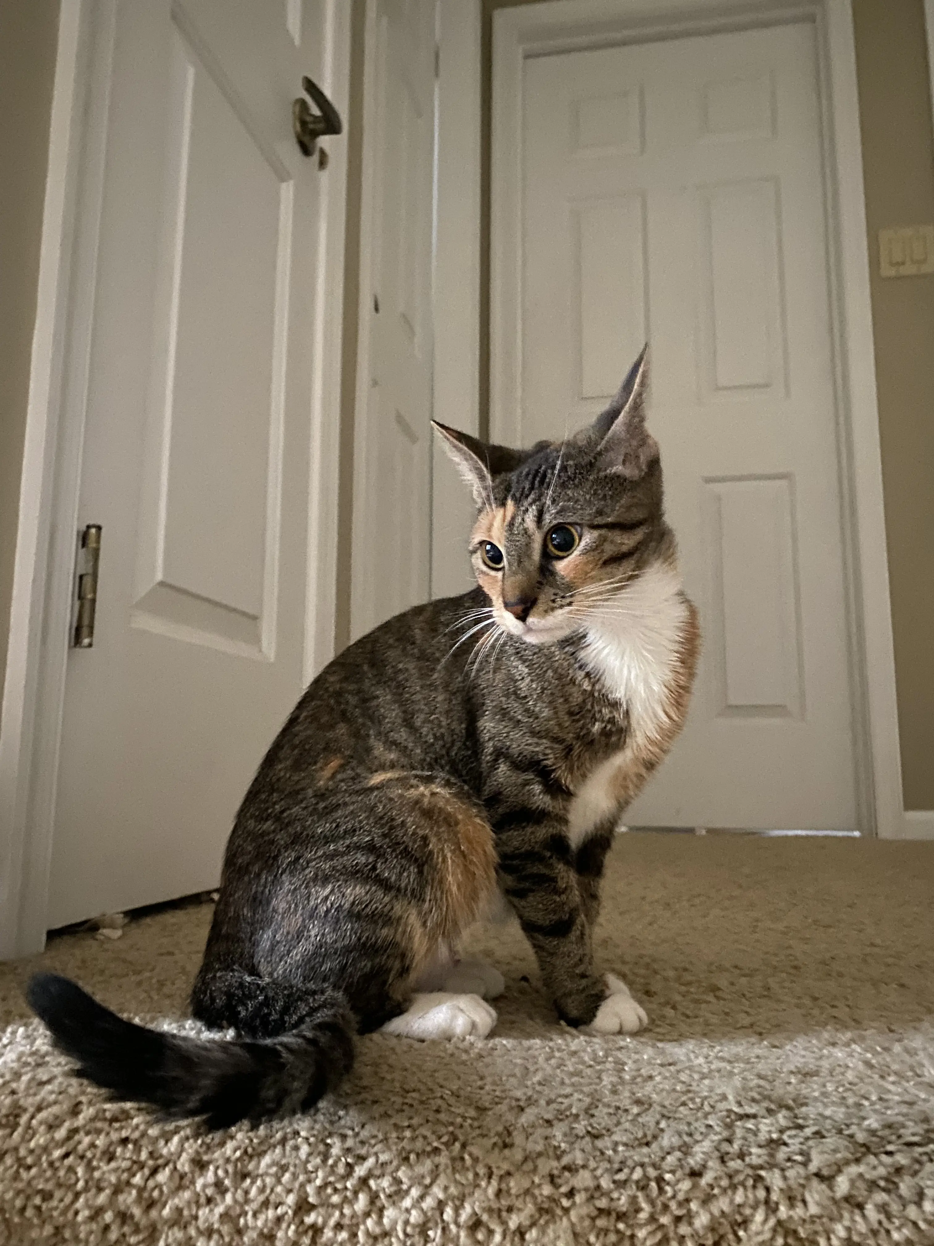 image is not available