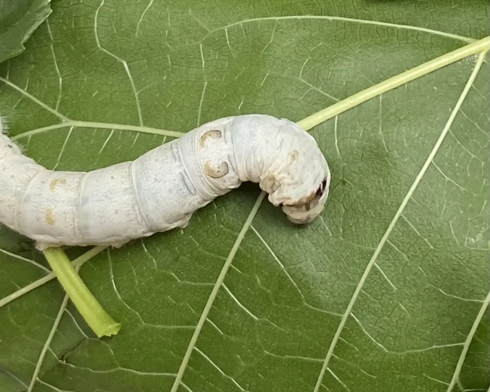 image is not available